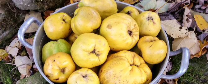 Quitten marmelade rezept fraubpunkt