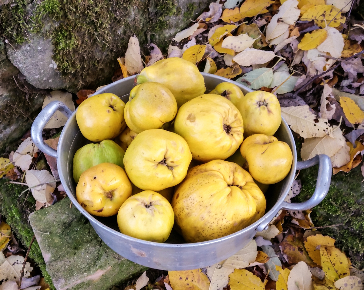 Quitten marmelade rezept fraubpunkt