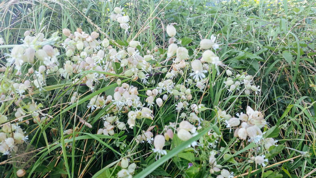 FrauBpunkt Beeren Salat Inaisst2-14