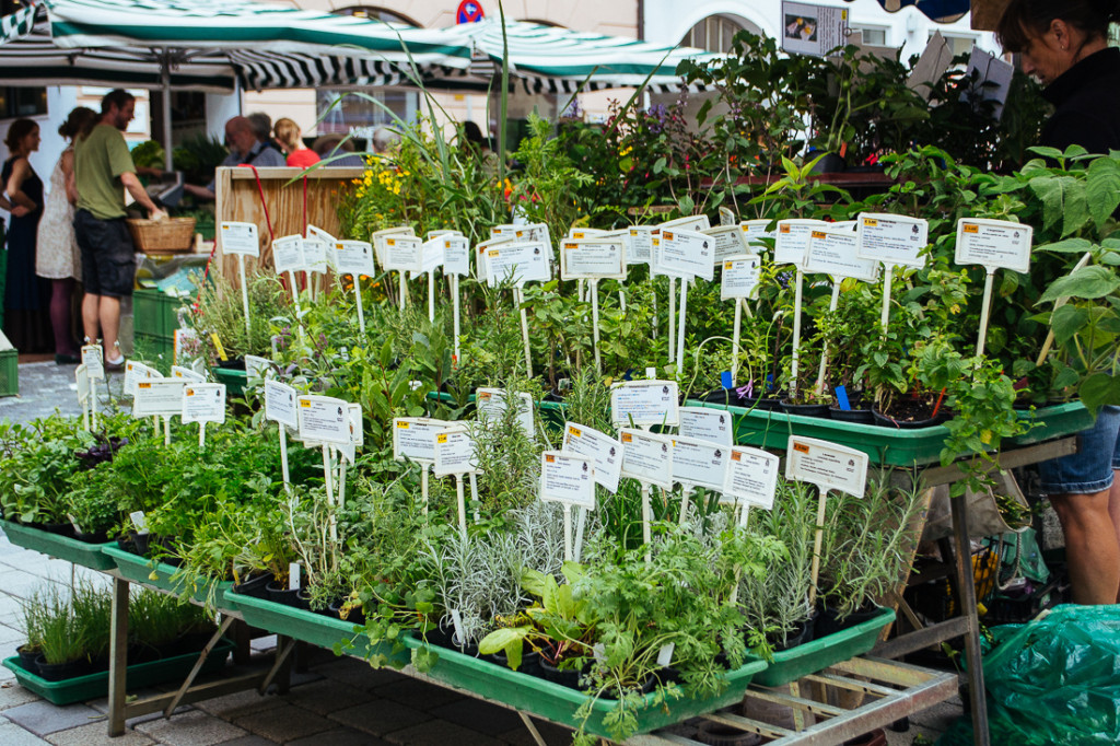 FrauBpunkt Berndes Landshut Wochenmarkt Bio_-23