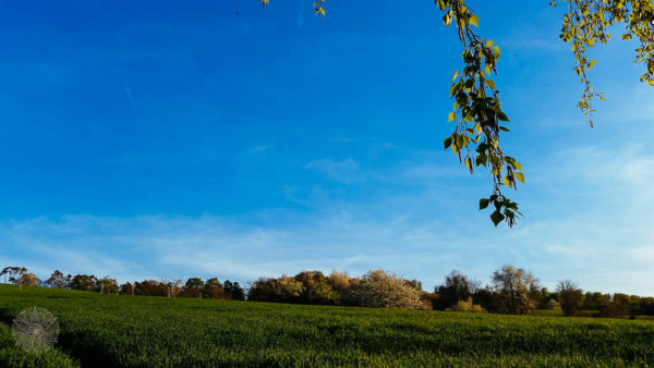Stadt, Wald, Pilz Gedanken zum Lebensraum FrauBpunkt