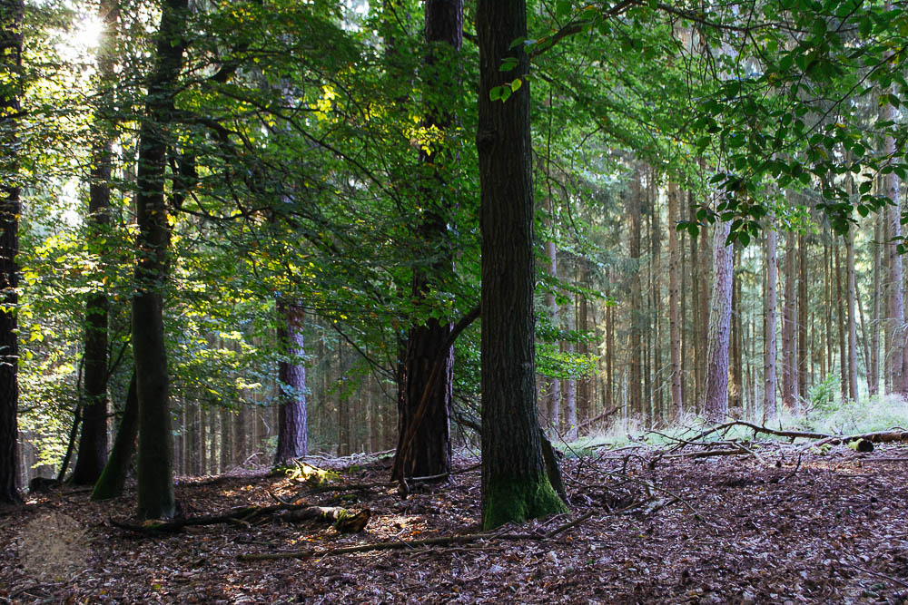 FrauBpunkt Pilze Knödel Wald Natur-91