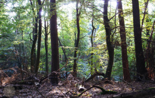 FrauBpunkt Pilze Knödel Wald Natur-96