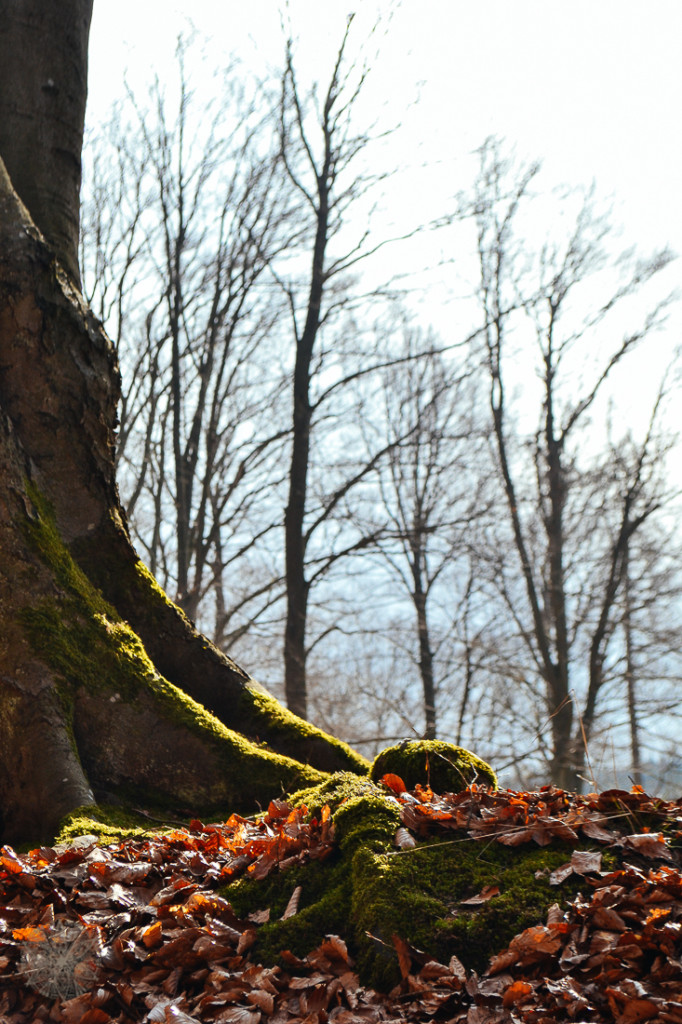 FrauBpunkt Storytelling Ostern Rezept Familie süßes Kraut (2)