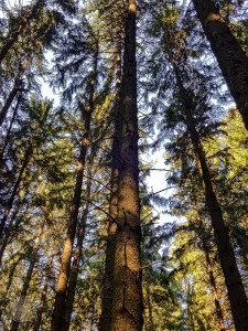 FrauBpunkt Reise Marienbad Falkensteiner Waldbaden Kur (125 von 222)